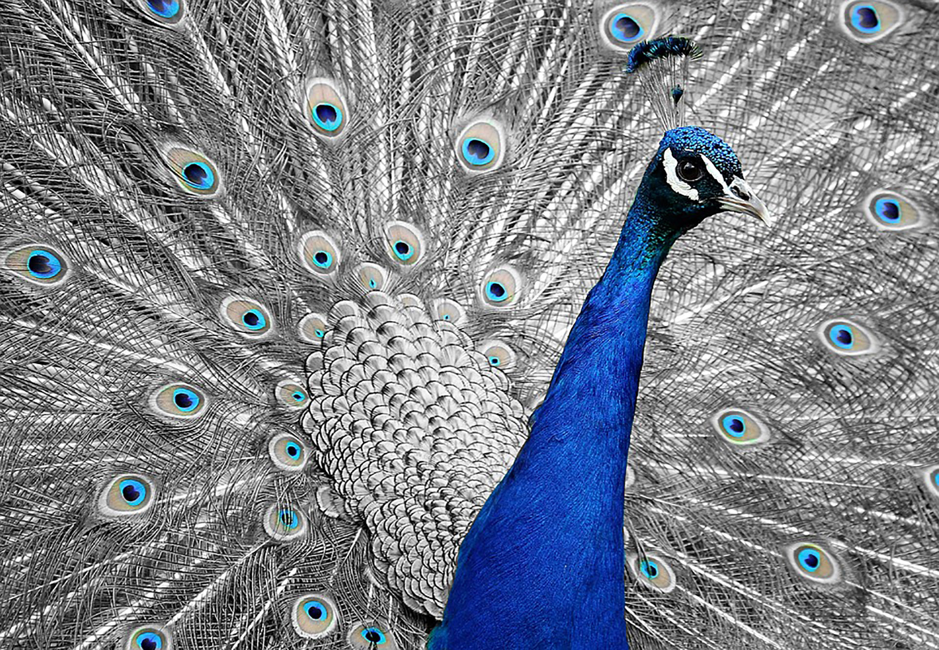peacock-1676635_960_720